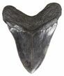 Grey, Serrated Megalodon Tooth - Georgia #55634-2